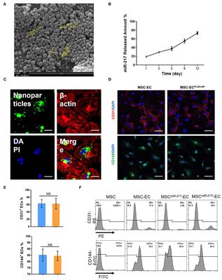 Sustained Release of MiR-217 Inhibitor by Nanoparticles Facilitates MSC-Mediated Attenuation of Neointimal Hyperplasia After Vascular Injury